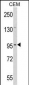 DZIP1 Antibody (Center)